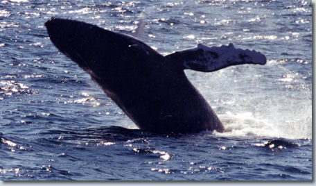 Whale Watching in New York aboard the American Princess